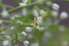Chloroxylon swietenia
